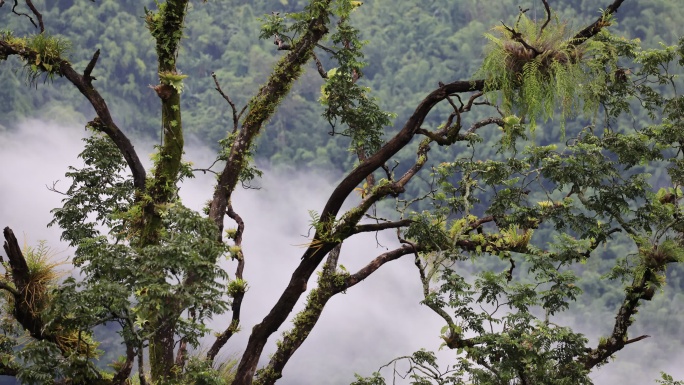 热带雨林中的大树上长满蕨类延时视频