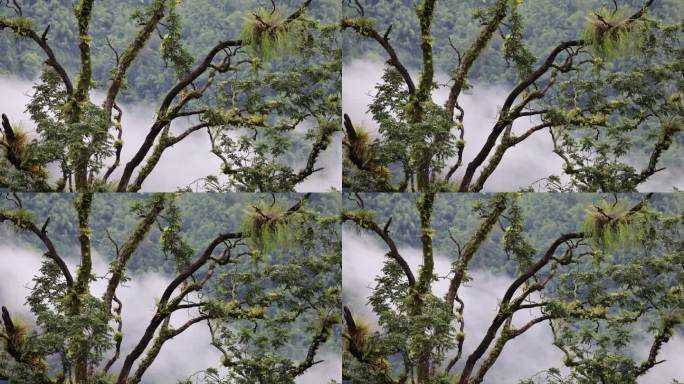 热带雨林中的大树上长满蕨类延时视频