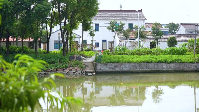 水稻田 田野农田