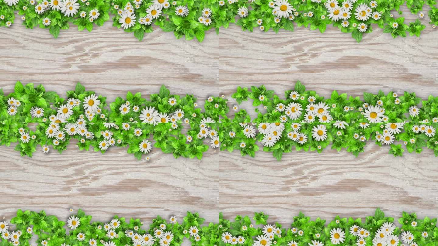 甘菊花动态植被花墙平铺花卉装饰