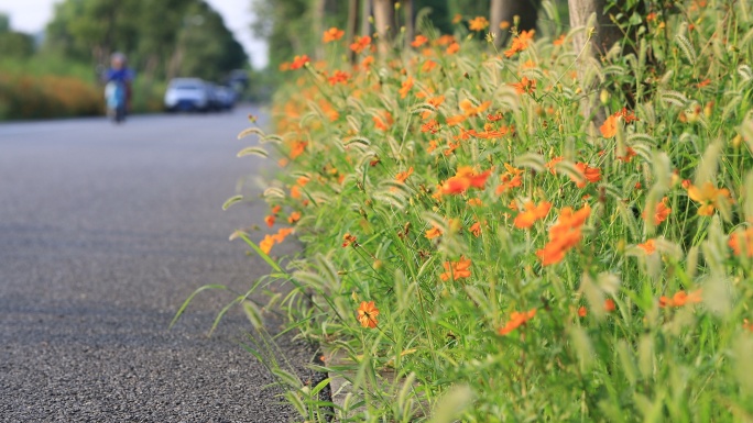 鲜花公路乡间公路 路边野草野花 郊野公路