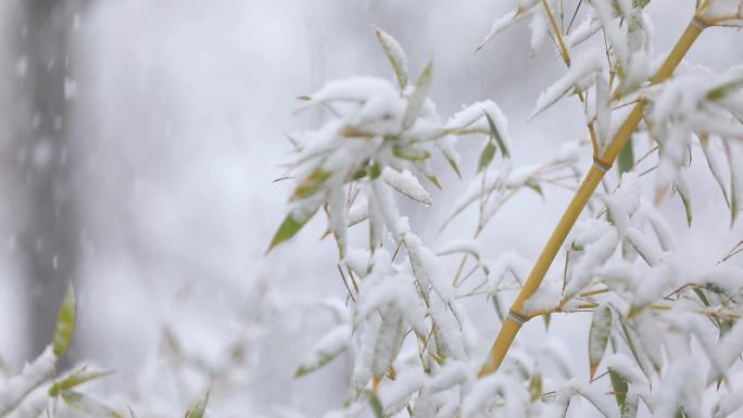 鹅毛大雪纷飞下雪的冬天立冬
