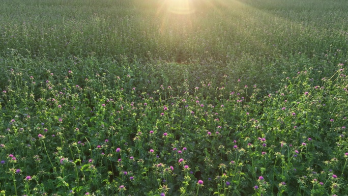 种植的中草药水飞蓟