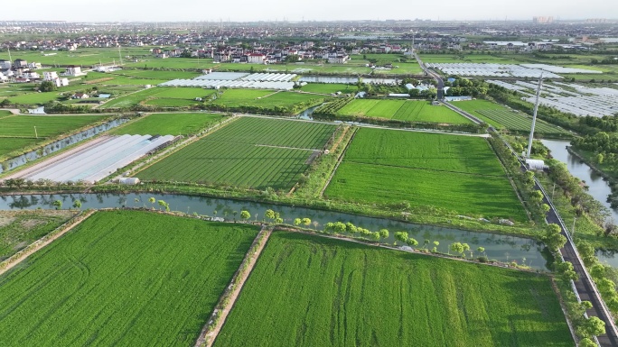 蔬菜大棚 河道  水乡 江南 山青水秀