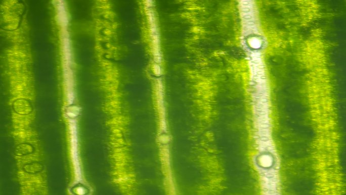 显微镜拍摄水稻叶子细胞