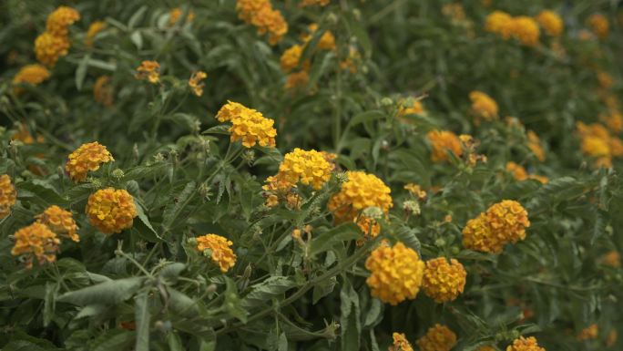 小黄花 花丛 摇曳 马路边