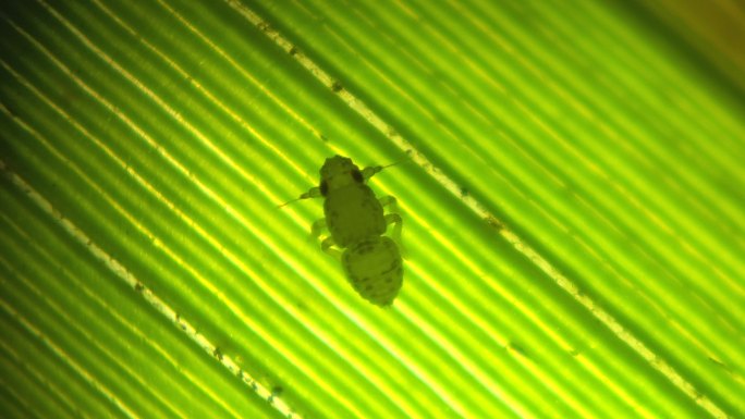 稻飞虱显微镜拍摄 水稻叶面幼虫