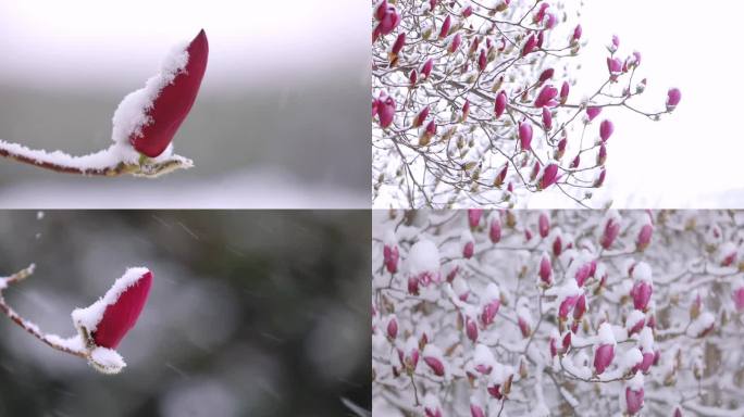 冬季大雪中的玉兰花开立冬