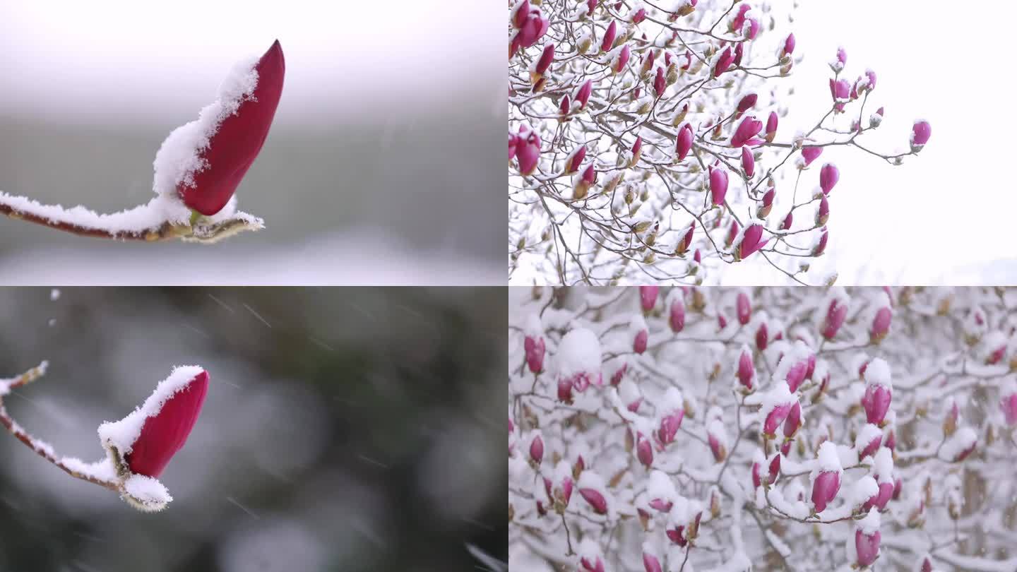 冬季大雪中的玉兰花开立冬