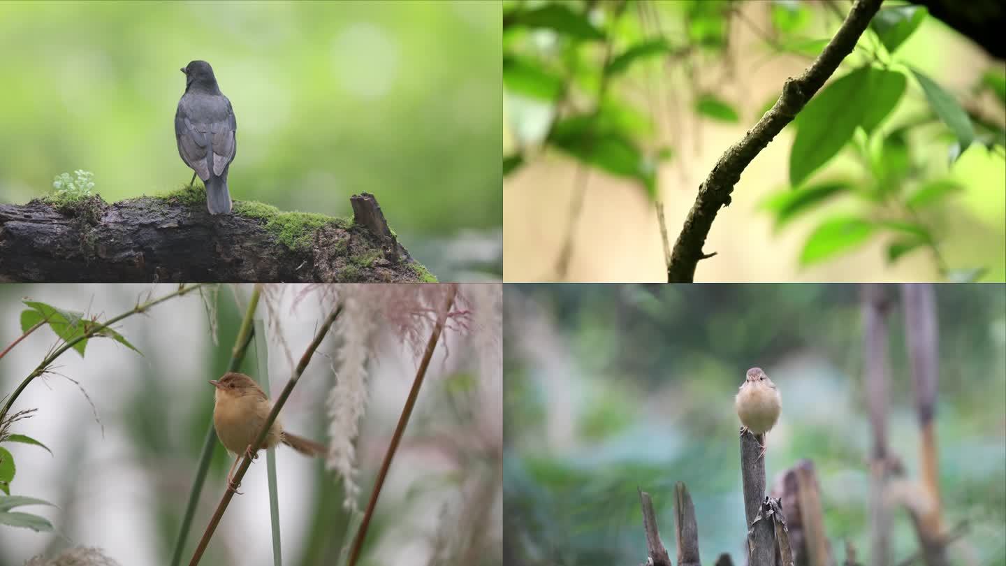 多种鸟小鸟自然森林树林素材