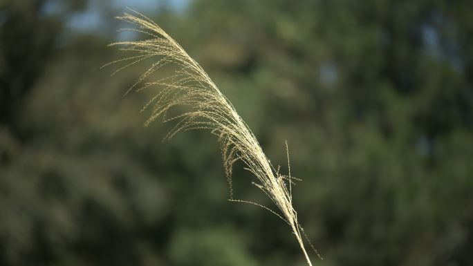 荒野 一根草 茅草