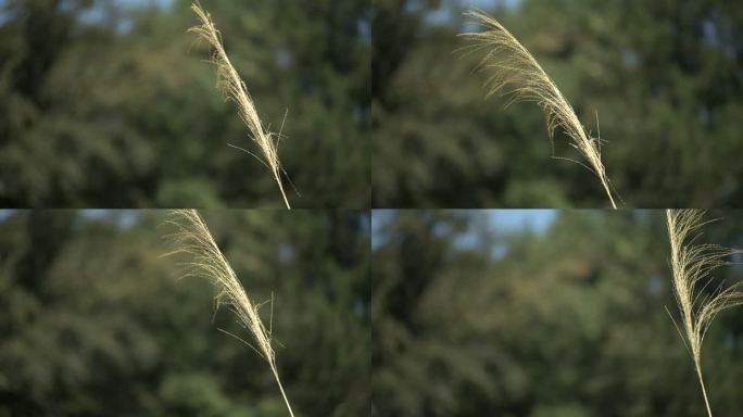 荒野 一根草 茅草