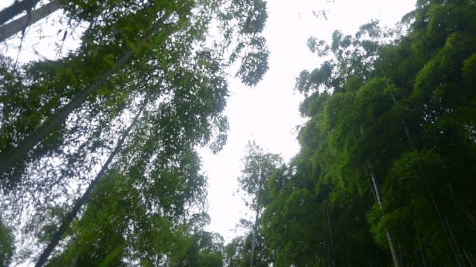 抬头看竹林 天空