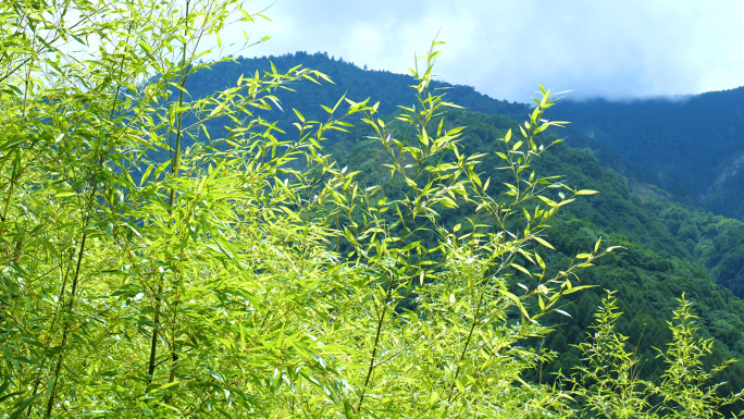 熊猫竹熊猫竹子熊猫吃的竹子竹林竹叶高山竹