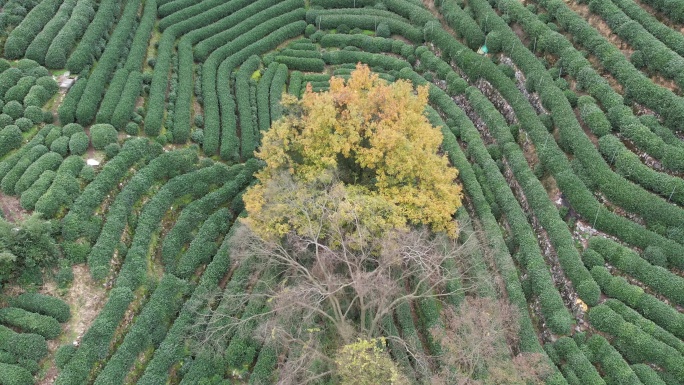 龙井村