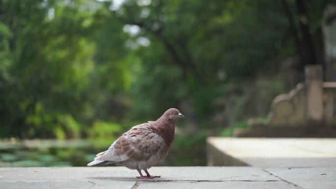 鸽子