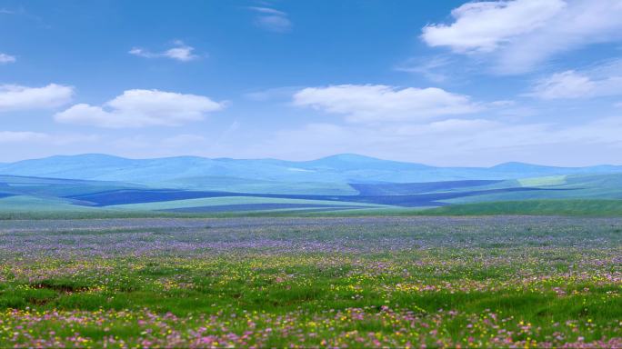 内蒙古草原蓝天花海大屏循环素材