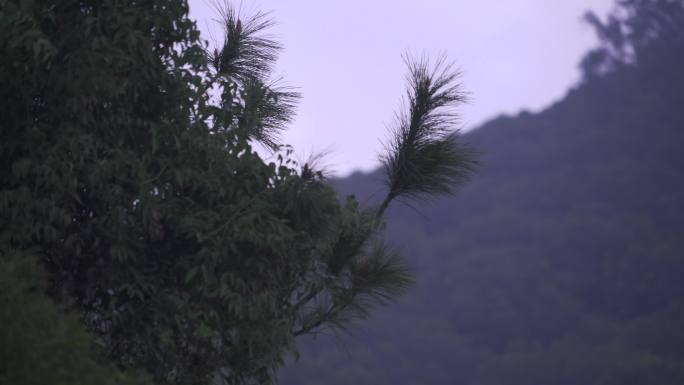 厦门翔安准提寺