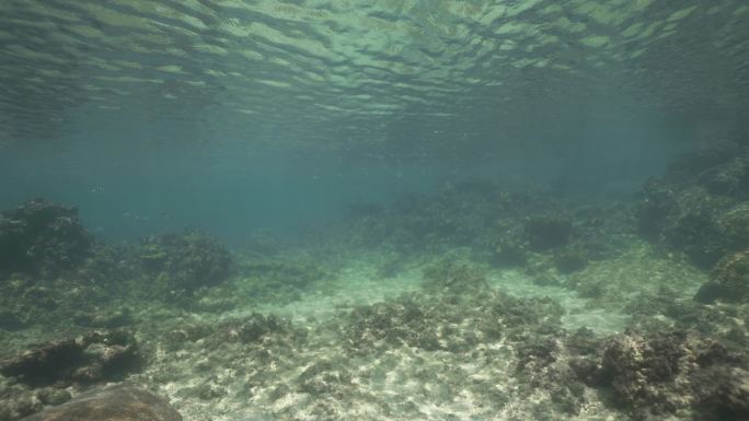 海底珊瑚礁