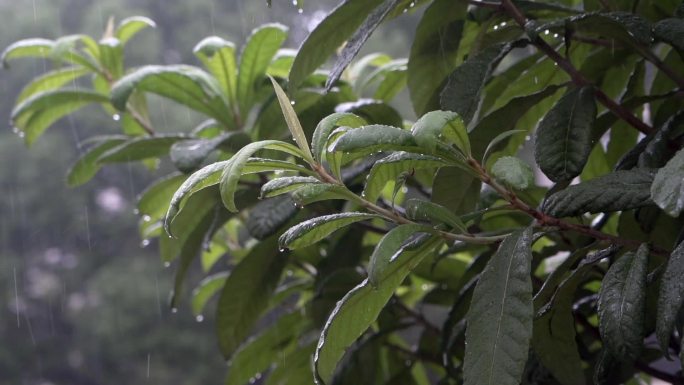 雨天雨水