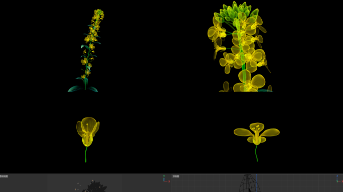 C4D油菜花与花开模型