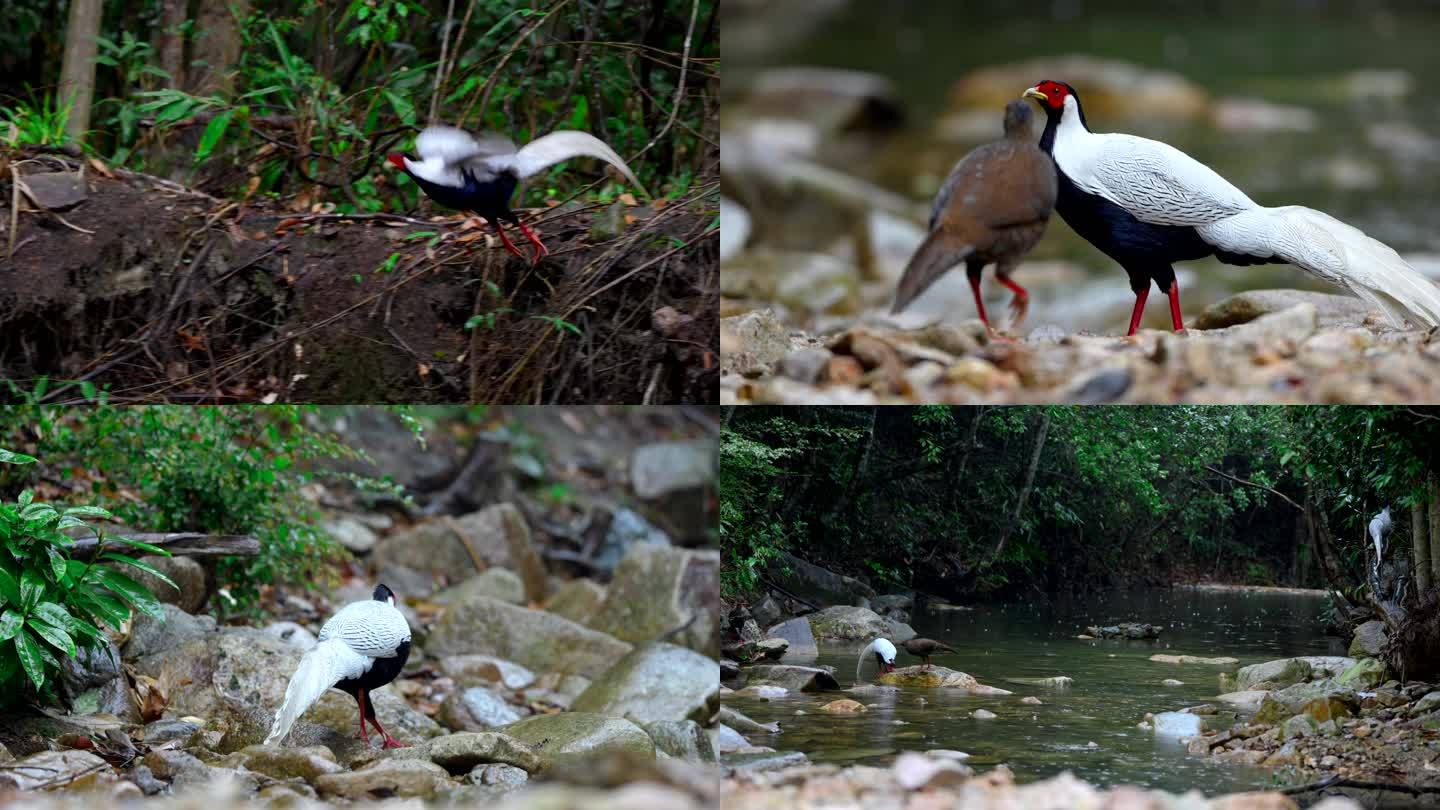 白鹇 生态自然拍摄 鸟类生态环境