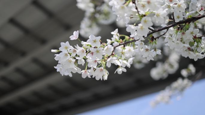 春天盛开的梨花特写