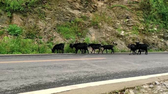 路边一群黑山羊