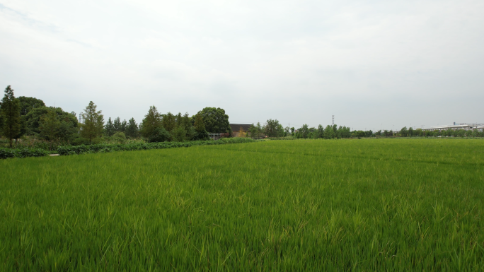 【4K】乡村振兴 绿水青山 水稻 风景