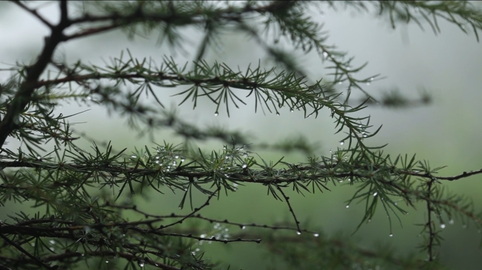 雨天松树林丛林