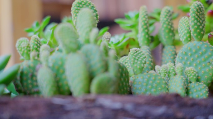 木头中种植多肉植物仙人掌景观小品