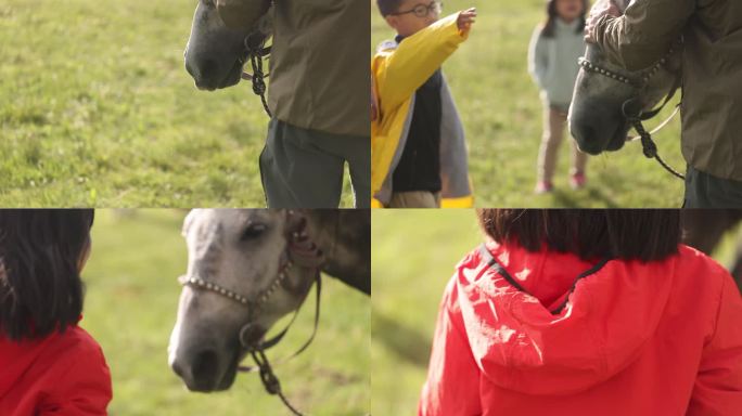 人与马互动触摸游客骑马辔头动物家畜马头部