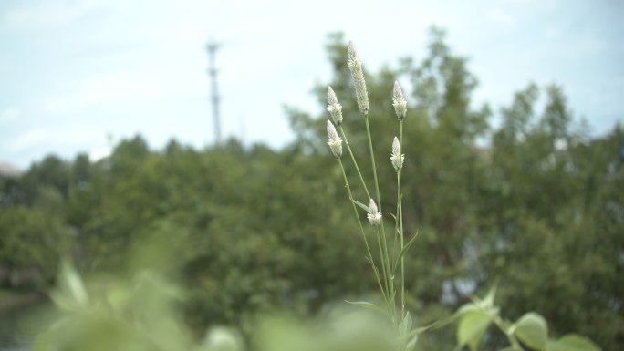 野草 生长在树丛中 绿色植物