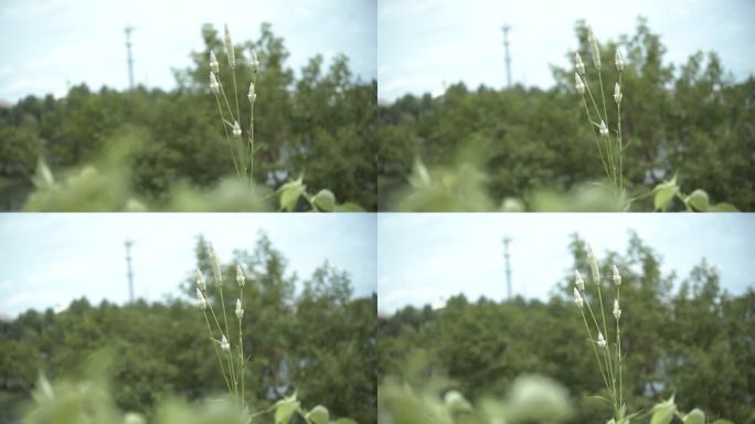 野草 生长在树丛中 绿色植物