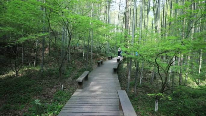 杭州西湖区云栖竹径