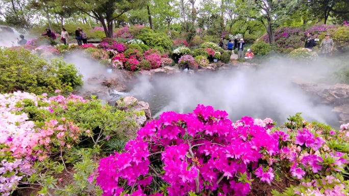 云雾飘渺鲜花盛开