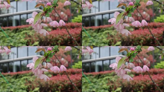 海棠花 垂丝海棠 春天 雨天