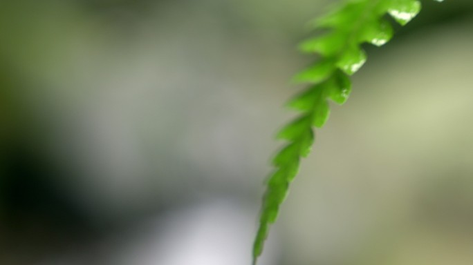 大自然 蕨叶 雨后 山林