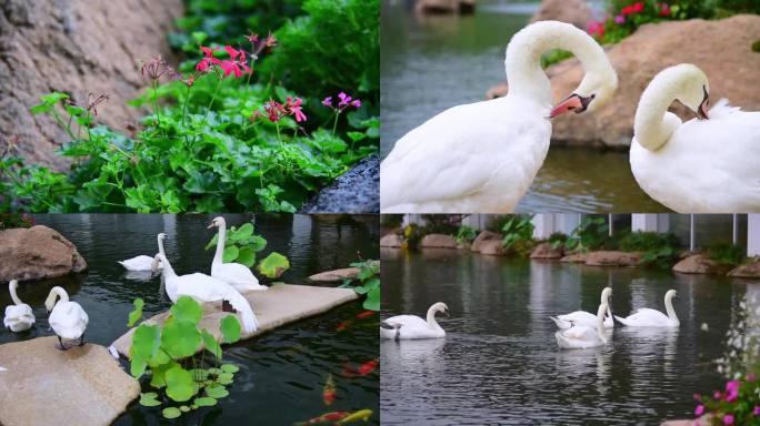 唯美天鹅湖花朵