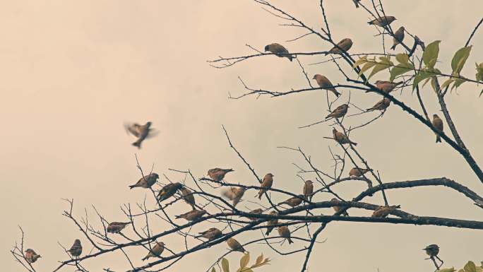 成群麻雀小鸟树枝上飞散鸟类飞翔