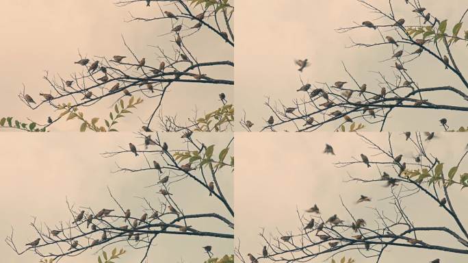 成群麻雀小鸟树枝上飞散鸟类飞翔