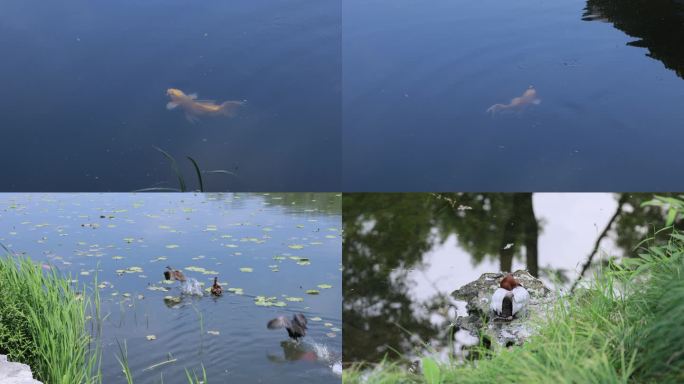 4K池塘的鸭子和金鱼悠闲游泳