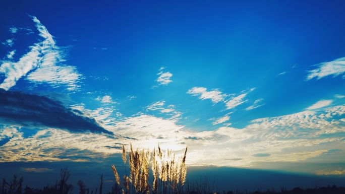 芦苇 芦苇倒影 夕阳 金色水面