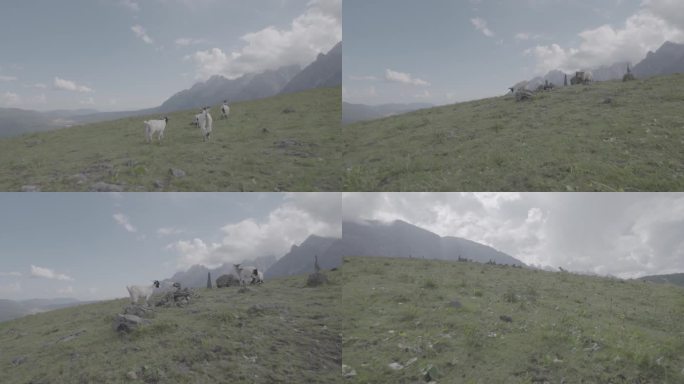 山羊  牦牛坪 玉龙雪山