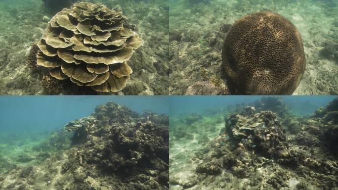 珊瑚礁花园