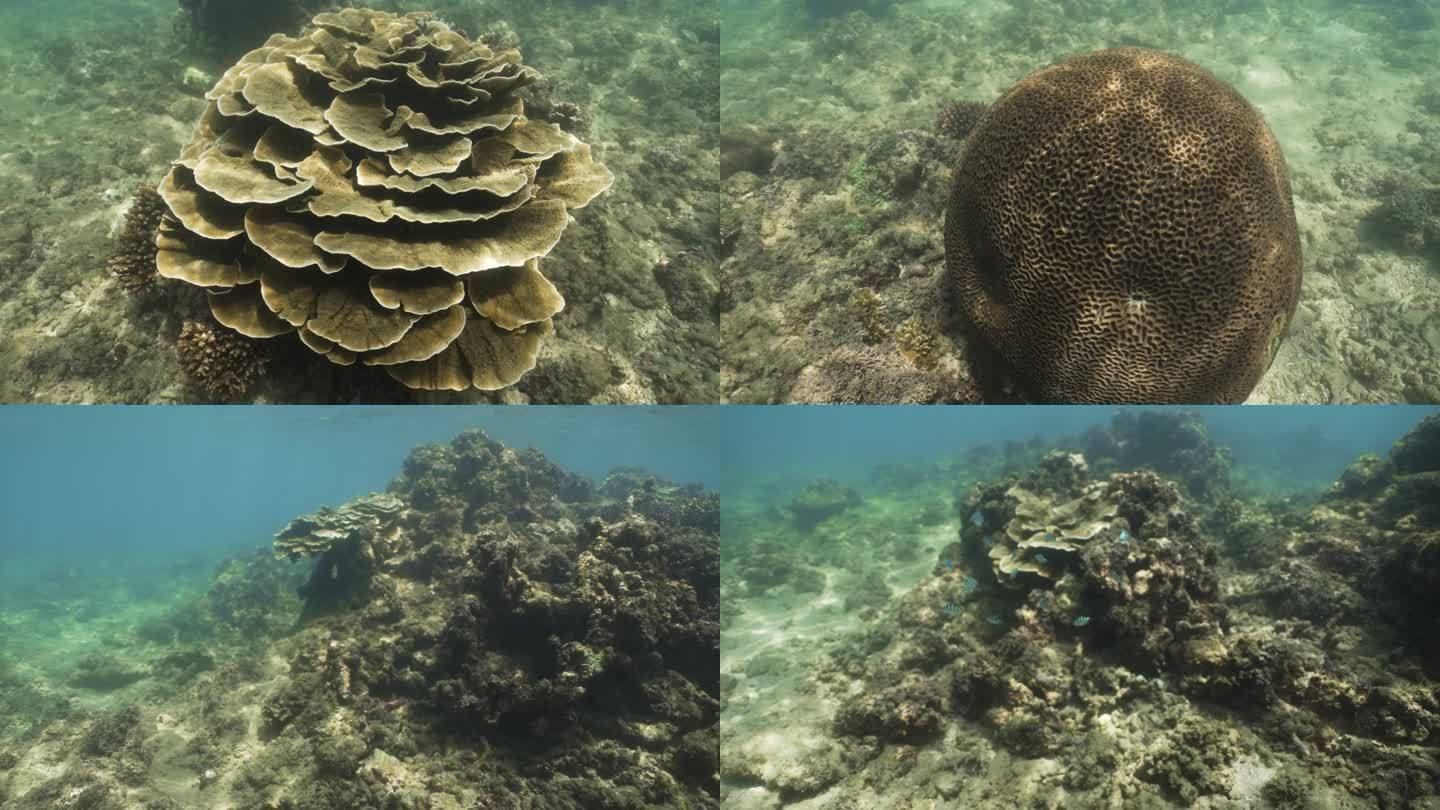 珊瑚礁花园