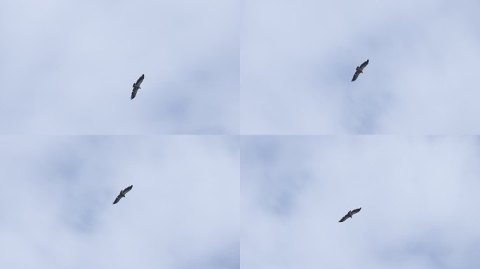 空中飞翔盘旋的老鹰