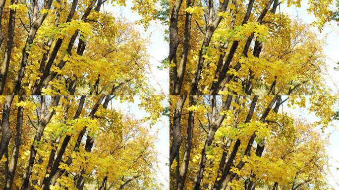 秋天风中金黄的银杏树