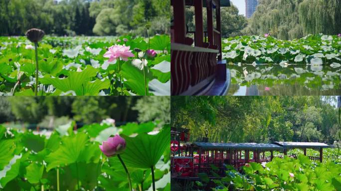 旅游片风光片宣传片荷花塘