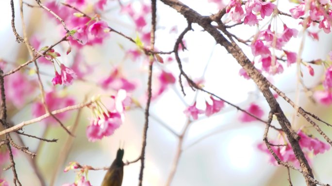 叉尾太阳鸟与樱花